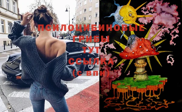 хмурый Аркадак